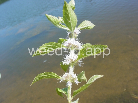 mint, field